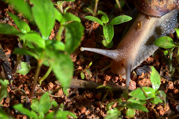 macro close up of a snail. snail antenna close up