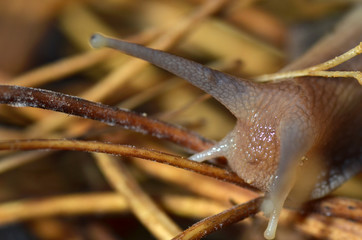 macro close up of a snail. snail antenna close up