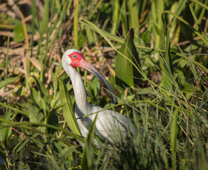 white ibis hunts in the everglades