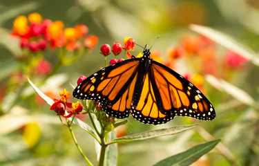 Monarch Butterfly