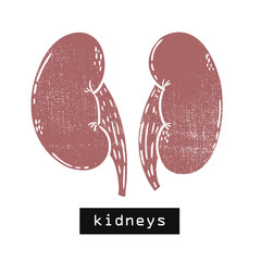 Vector hand drawn illustration. kidneys body. Idea for poster, postcard, design.