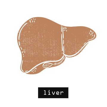 Vector hand drawn illustration. Liver body. Idea for poster, postcard, design.