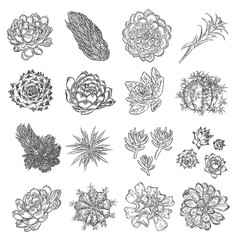 Set of tropical plants, hand drawing, cactus flowers guzmania, echeveria, succulent. Vector.