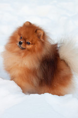 Beautiful pomeranian puppy is sitting on a white snow. Pet animals.