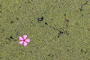 Close up pink flower on duckweed in the pond