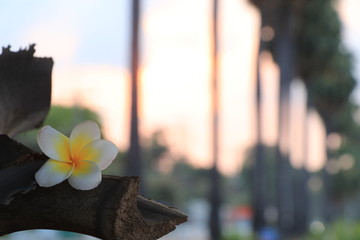 Close up transparency white and yellow plumeria flower and white background