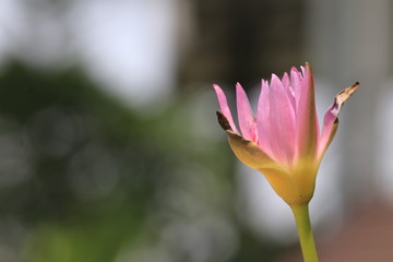 Close up transparency pink lotus flower in the pond 