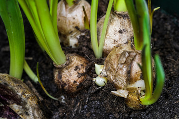 Blumenzwiebel im Detail