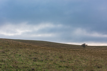 Obraz premium Lonely tree on a hillside, highlands