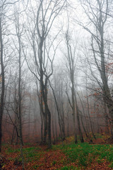 Fototapeta na wymiar Mystical autumn forest in the fog