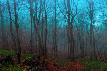 Obraz premium Mystical autumn forest in the fog