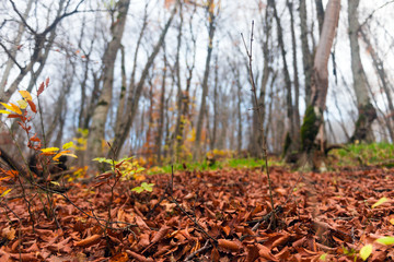 Dry autumn foliage in the forest