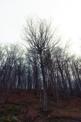 Mystical autumn forest in the fog