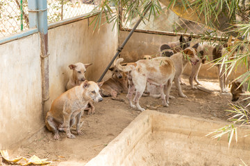 Fototapeta premium Shelter for homeless dogs