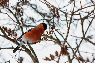 Beautiful bullfinch feeds in winter