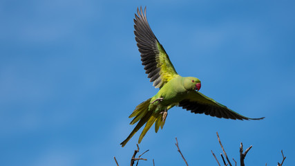 Fototapeta premium Isolated green parrot in the wild- Israel