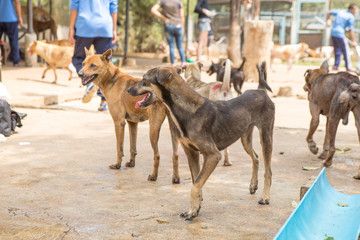 Shelter for homeless dogs