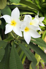Fototapeta na wymiar Plumeria flowers grows in Rarotonga Cook Islands