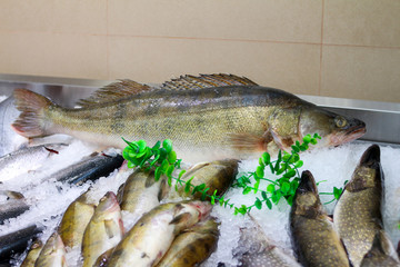 Судак Свежая рыба на льду с ценой