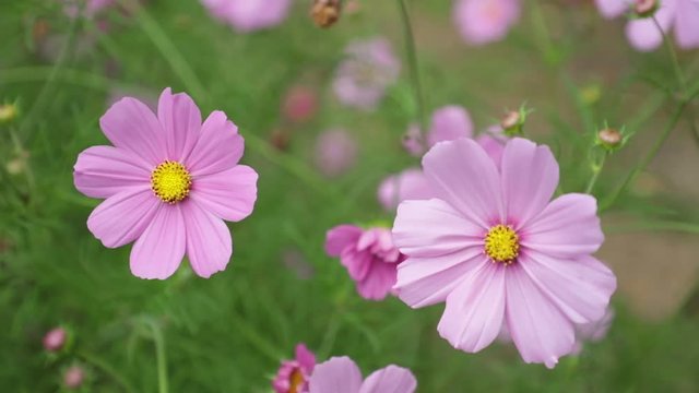 Cosmos bipannatus flowers an ornamental plant from the daisy family in full bloom with green foliage background close up macro high definition movie clip stock footage.
