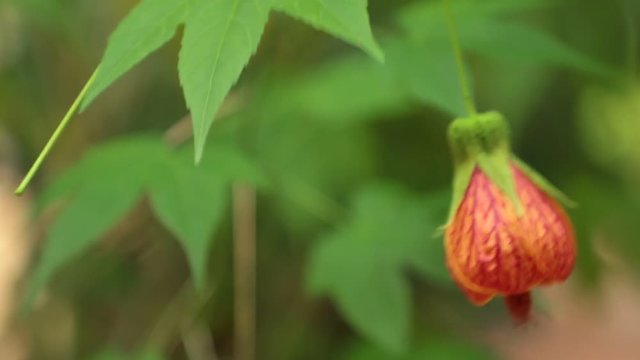 Chinese Lantern Flower  Redvein Abutilon Indian Mallow High Definition Stock Footage. Redvein Indian Mallow