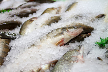 судак Свежая рыба на льду на рынке