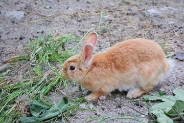 A cute brown and yellow rabbit eating green leaf on the ground. Selective focus. Animal and Easter concept.