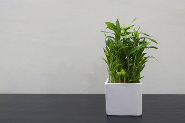 Lucky Bamboo in white pot