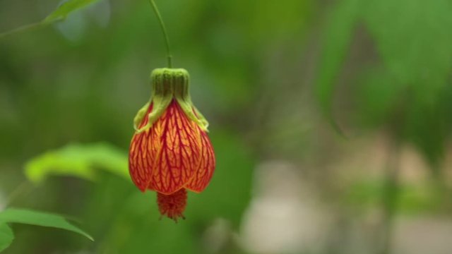 Chinese Lantern Redvein Abutilon Indian Mallow High Definition Stock Footage Redvein Indian Mallow