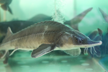 Живой осетр в аквариуме на рынке