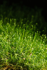 fresh moss closeup