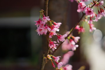 東京の桜
