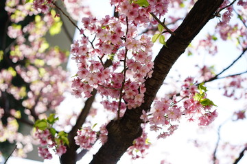 東京の桜