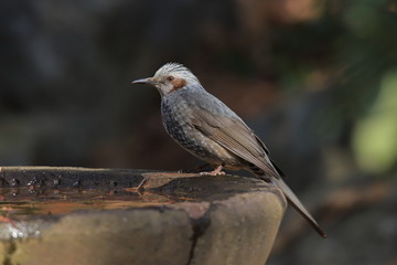 ヒヨドリ　Brown-eared bulbul, Japanese birds	