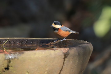 ヤマガラ　Varied tit