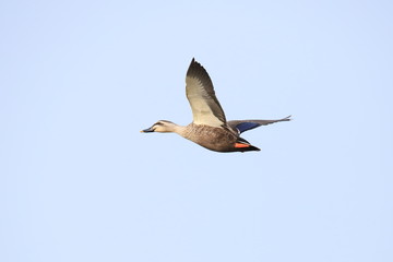 カルガモ　Spotbill duck	