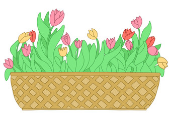 Cartoon pink, red, yellow tulip in long flower box.