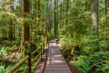 Wooden flooring, a path in a dense forest, with tall, green trees