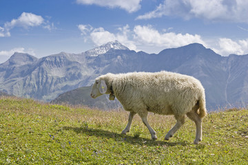 Fototapeta premium Schaf in den Hohen Tauern