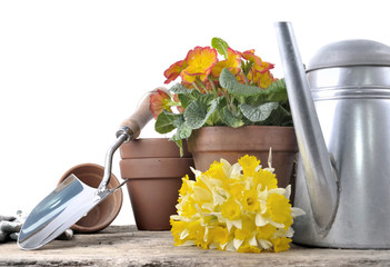gardening tools with daffodils  and flowerpot on rustic wooden background
