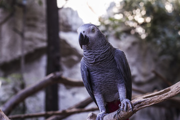 Obraz premium Gray Parrot in the Zoo
