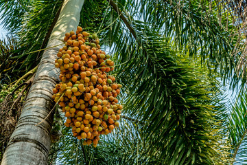 Fruit of fox tail palm