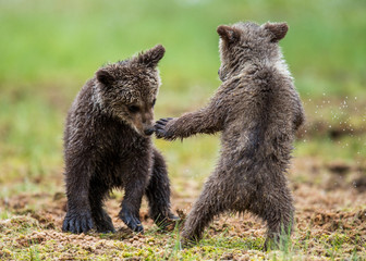 Obraz premium Two cubs play with each other. Summer. Finland. 