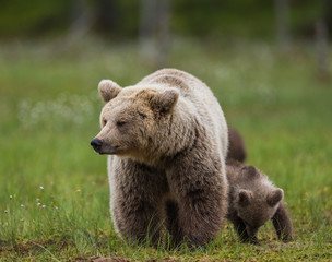Naklejka premium She-bear with cubs against the background of the forest. Summer. Finland. 