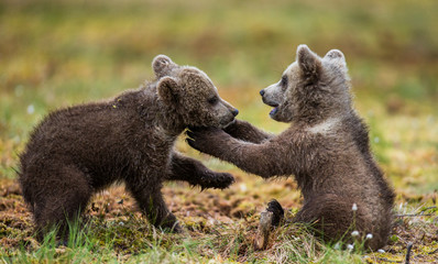 Two cubs play with each other. Summer. Finland. 