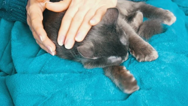 Female hands gently stroke the fur of a gray cat that sleeps on her lap. Cat purrs and massages with his paws