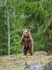 Fototapeta na wymiar Bear stands on its hind legs and looks out into the distance in the middle of the forest. Summer. Finland. 