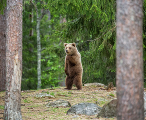 Obraz na płótnie Canvas Bear stands on its hind legs and looks out into the distance in the middle of the forest. Summer. Finland. 