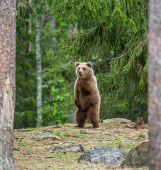 Obraz premium Bear stands on its hind legs and looks out into the distance in the middle of the forest. Summer. Finland. 