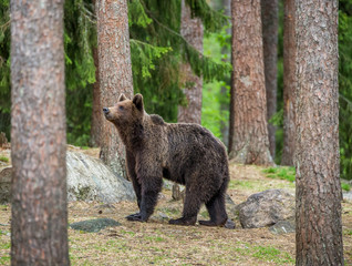 Obraz na płótnie Canvas Big bear among the trees at the edge of the forest. Summer. Finland.